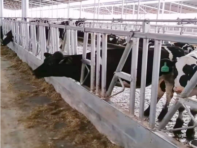 牛羊養(yǎng)殖行業(yè)呈現(xiàn)新趨勢 智能化設(shè)備助力產(chǎn)業(yè)升