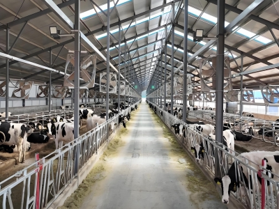 牛羊養(yǎng)殖開啟"科技放牧"時(shí)代：智能設(shè)備讓養(yǎng)牛養(yǎng)羊更省心